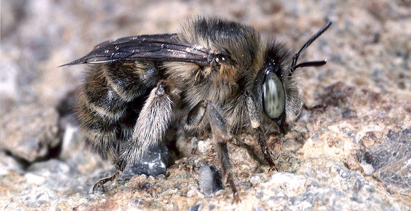 Stallwächterparty 2018 ARTEN VIELFALT LEBEN Benefizaktion für das Projekt „Rettet die Wildbienen: Wildbienenförderung in Hausgärten“.
Nutzungsrechte für das Foto im Rahmen der Vorstellung des Pilotprojekts „Rettet die Wildbienen“ durch den Bildautor Hans Schwenninger erteilt am 25.05.2018.