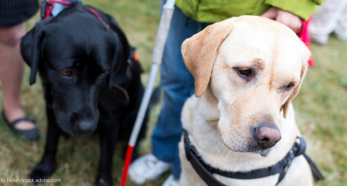 Zwei Assistenzhunde und ihre Besitzer stehen auf einer Wiese