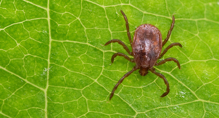 Zecke sitzt auf Blatt (Foto: Patrick Pleul / dpa)
