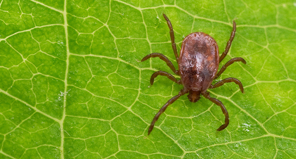 Zecke sitzt auf Blatt (Foto: Patrick Pleul / dpa)