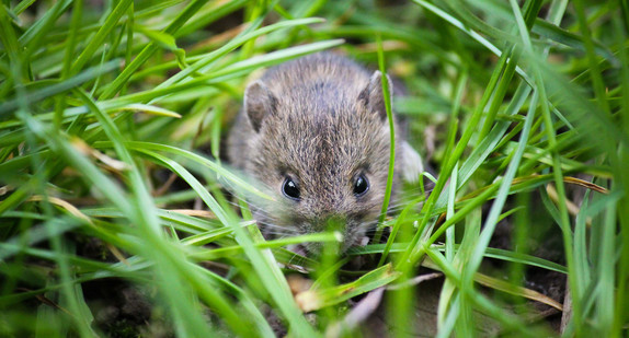 Maus sitzt auf Wiese